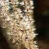 Thumbnail #3 of Miscanthus sinensis by Toxicodendron