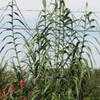 Thumbnail #1 of Arundo donax by mystic