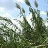 Thumbnail #3 of Arundo donax by htop