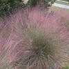 Thumbnail #1 of Muhlenbergia capillaris by htop