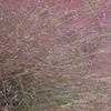 Thumbnail #2 of Muhlenbergia capillaris by htop