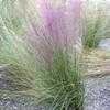 Thumbnail #3 of Muhlenbergia capillaris by TREEHUGR