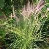 Thumbnail #4 of Pennisetum orientale by poppysue