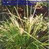 Thumbnail #1 of Pennisetum orientale by Shirley1md