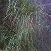 Thumbnail #1 of Miscanthus sinensis by Badseed