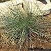 Thumbnail #1 of Festuca ovina var. glauca by mystic