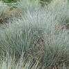 Thumbnail #3 of Festuca ovina var. glauca by TuttiFrutti