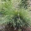 Thumbnail #5 of Festuca ovina var. glauca by Joan