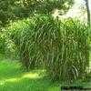 Thumbnail #3 of Miscanthus giganteus by hczone6