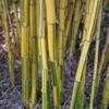 Thumbnail #3 of Bambusa vulgaris by palmbob