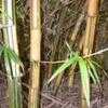 Thumbnail #2 of Bambusa vulgaris by palmbob