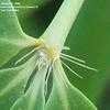 Thumbnail #4 of Phyllostachys aurea by ineedacupoftea