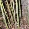 Thumbnail #2 of Phyllostachys aurea by palmbob