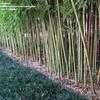 Thumbnail #3 of Phyllostachys aurea by palmbob