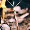 Thumbnail #4 of Phyllostachys aureosulcata by ocimum_nate