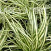 Thumbnail #3 of Carex hachijoensis by mystic