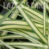 Thumbnail #5 of Carex hachijoensis by mystic
