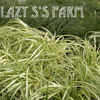 Thumbnail #4 of Carex hachijoensis by mystic