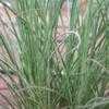 Thumbnail #1 of Miscanthus sinensis by Terry