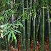 Thumbnail #4 of Bambusa oldhamii by palmbob