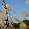 Thumbnail #1 of Miscanthus sacchariflorus by poppysue