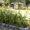 Thumbnail #3 of Setaria palmifolia by mswestover