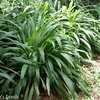 Thumbnail #2 of Setaria palmifolia by onalee