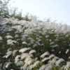 Thumbnail #4 of Miscanthus sacchariflorus by Paris2013