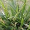 Thumbnail #4 of Setaria palmifolia by Zaragoza