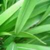 Thumbnail #5 of Setaria palmifolia by JaxFlaGardener