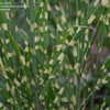 Thumbnail #4 of Miscanthus sinensis by Gabrielle