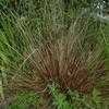 Thumbnail #1 of Carex buchananii by jermainiac