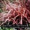 Thumbnail #2 of Carex buchananii by lupinelover