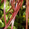 Thumbnail #3 of Pennisetum setaceum by growin