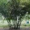 Thumbnail #2 of Bambusa tuldoides by johndrum1