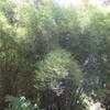 Thumbnail #5 of Bambusa tuldoides by palmbob