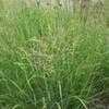 Thumbnail #3 of Panicum virgatum by Equilibrium