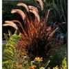 Thumbnail #1 of Pennisetum setaceum by psporter