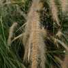 Thumbnail #5 of Pennisetum setaceum by DaylilySLP