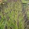 Thumbnail #2 of Pennisetum alopecuroides by KevinMc79