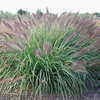 Thumbnail #3 of Pennisetum alopecuroides by brentsmac