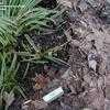 Thumbnail #3 of Carex morrowii by Shadyfolks