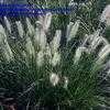 Thumbnail #2 of Pennisetum alopecuroides by poppysue