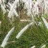 Thumbnail #3 of Pennisetum alopecuroides by Chamma