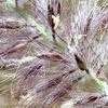 Thumbnail #4 of Pennisetum alopecuroides by Chamma