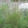 Thumbnail #5 of Schizachyrium scoparium by Equilibrium