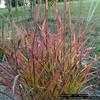 Thumbnail #1 of Miscanthus sinensis by hczone6