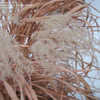 Thumbnail #5 of Miscanthus sinensis by cheshirekat