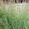 Thumbnail #2 of Andropogon gerardii by Equilibrium