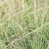 Thumbnail #3 of Bouteloua curtipendula by Equilibrium